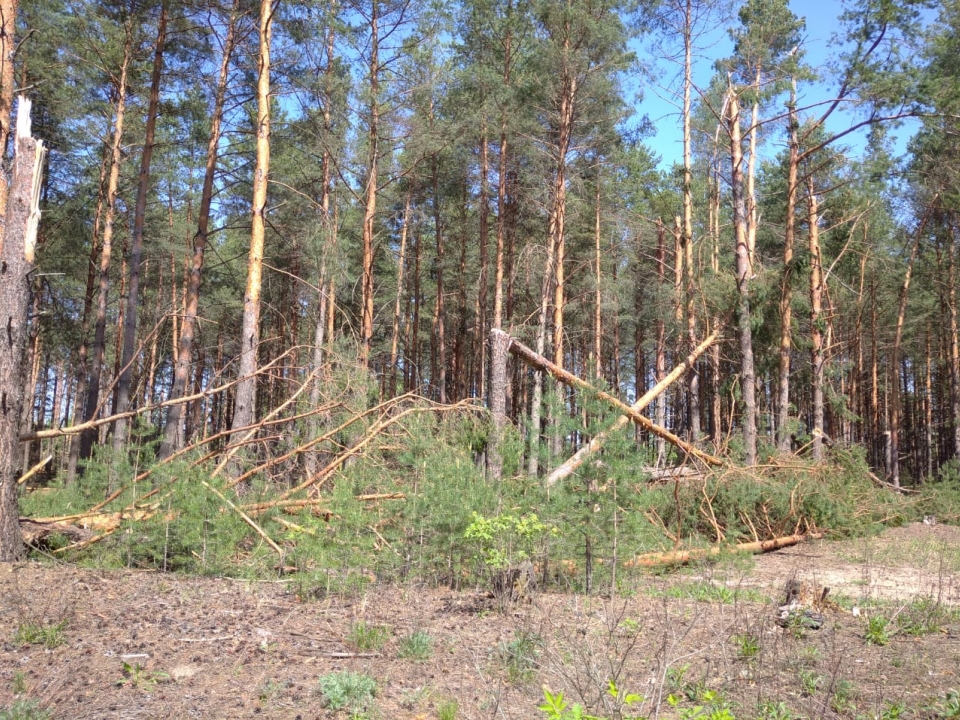 Image for Последствия урагана в Нижегородской области осмотрят с квадрокоптеров