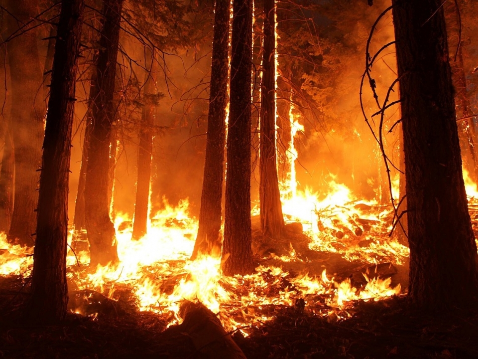 Image for 4 класс пожароопасности объявлен в нижегородских лесах