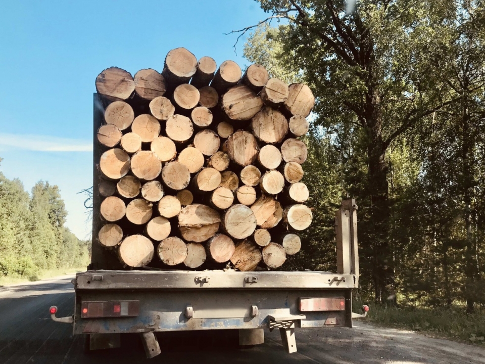 Image for QR-код потребуется для транспортировки древесины с 1 января 2022 года