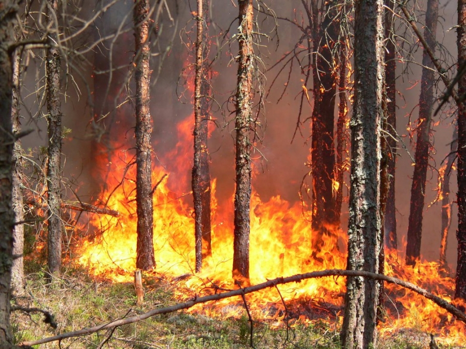 Image for Семь домов сгорело в Нижегородской области из-за пала травы