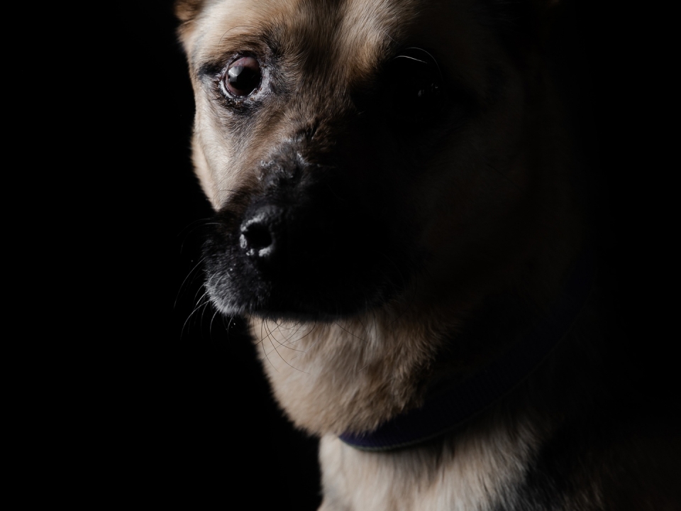 Image for Спасенный на Финском заливе пёс Моисей ждет новых хозяев в нижегородском приюте