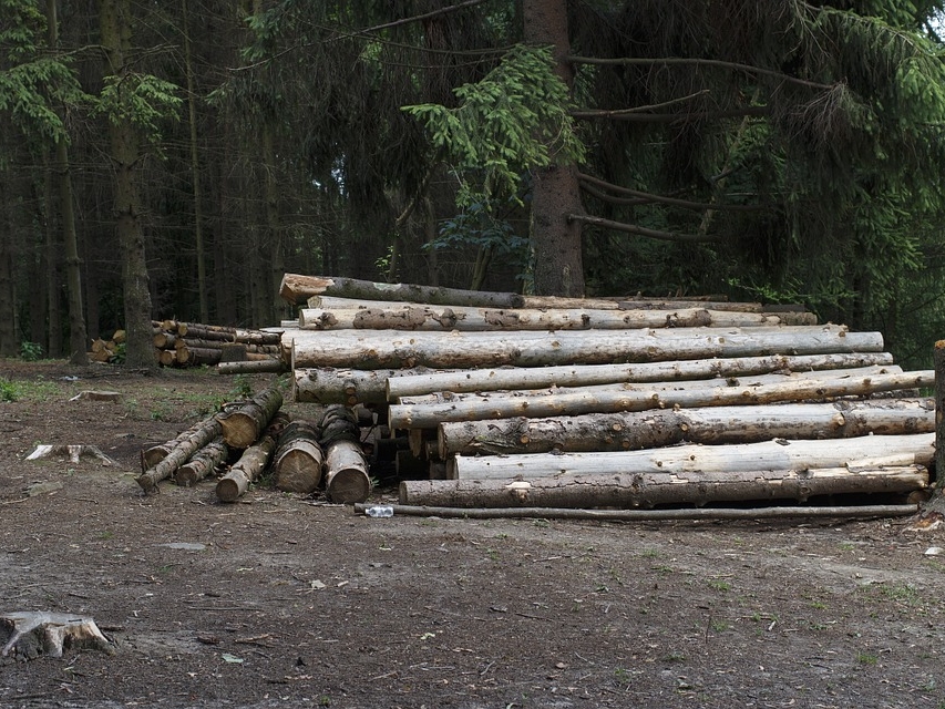 Image for Главу сельсовета в Володарском районе осудили за незаконную вырубку леса