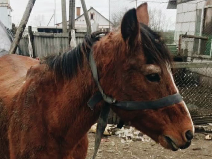 Центр реабилитации лошадей открыли в Нижегородской области