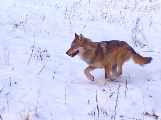 Image for Преследующий беляка волк в Керженском заповеднике попался в фотоловушку