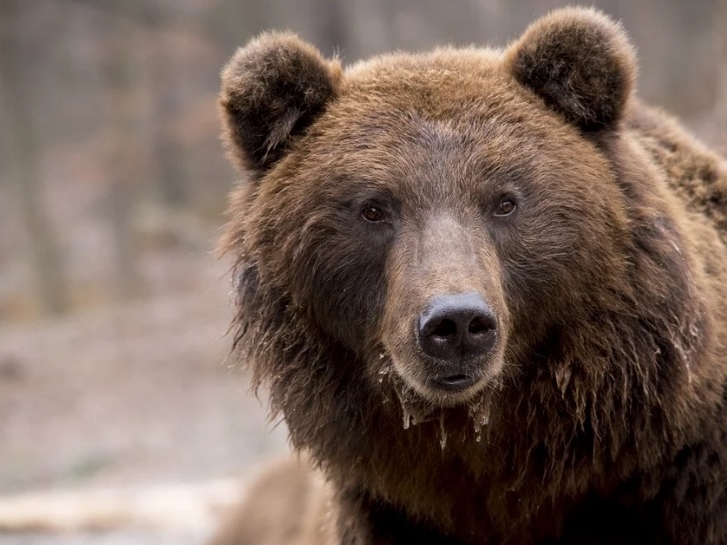 Image for Сезон охоты на медведя завершился в Нижегородской области 1 января