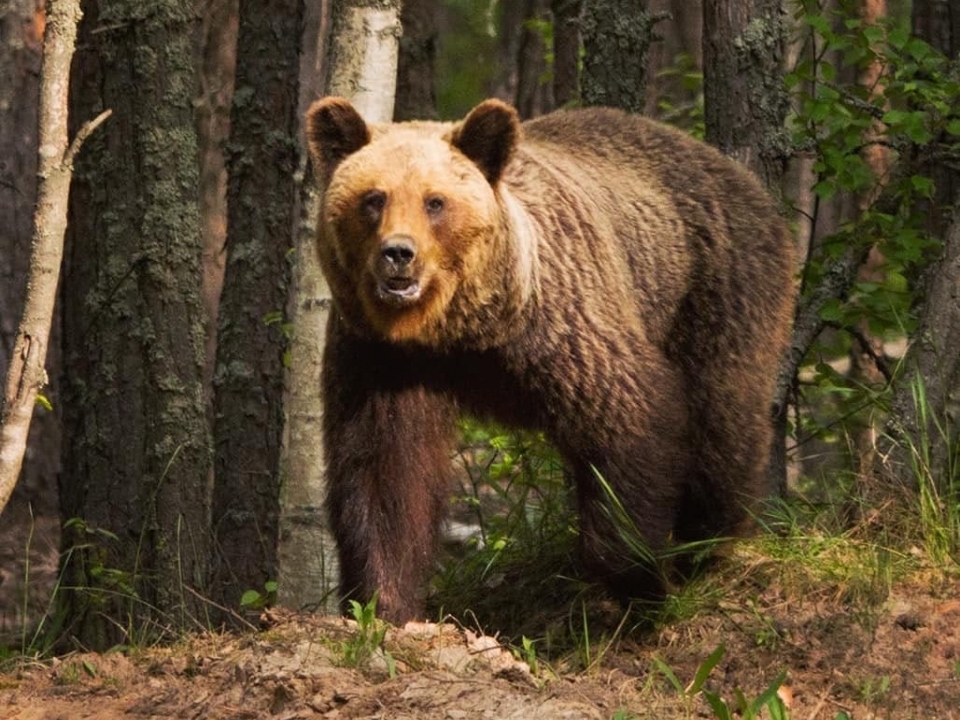 Image for Видео: Нижегородец встретил в лесу медведицу с медвежатами