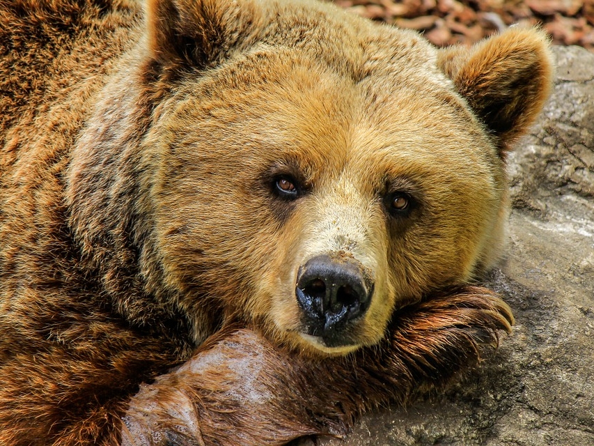 С 1 декабря в Нижегородской области закрыт сезон охоты на медведя