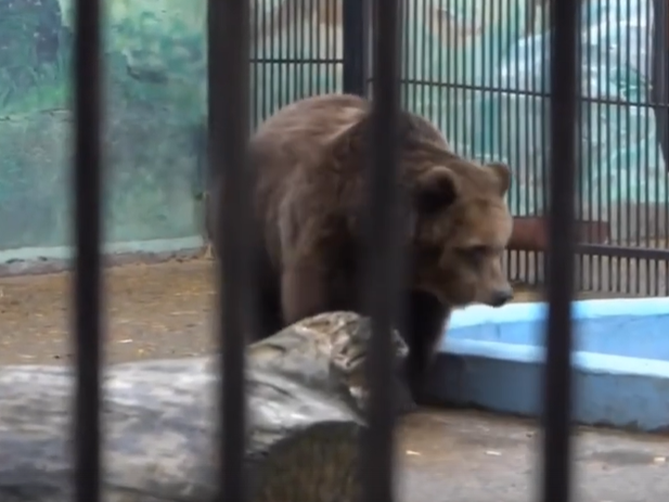 Image for Нижегородские медведи стали героями Первого канала 