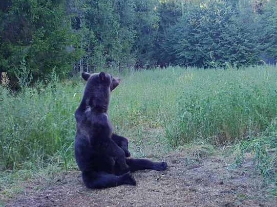 Image for Стало известно, сколько медведей обитает в Нижегородской области