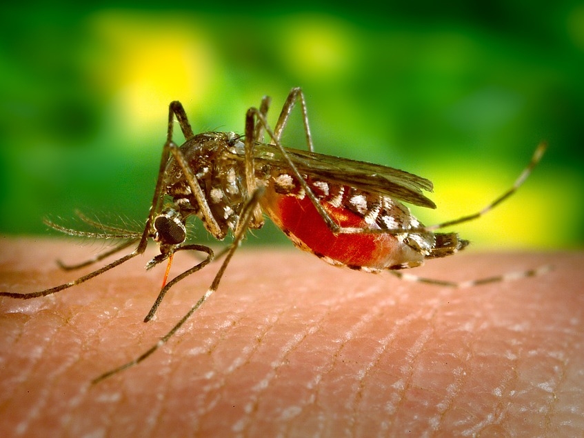 Image for Учёные изобрели способ защитить человека от комариных укусов