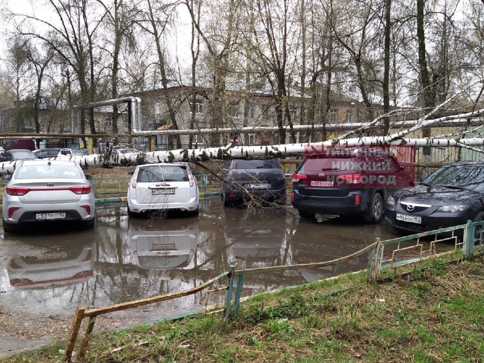 Image for Четыре автомобиля придавило деревом в Московском районе Нижнего Новгорода