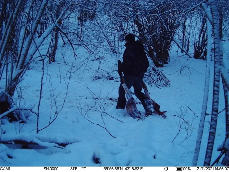 Image for Фотоловушка запечатлела браконьеров во время охоты на лося в Павловском районе