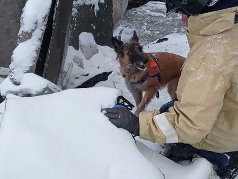 Image for Спасатели с собаками ищут пострадавших на месте взрыва на Мещере