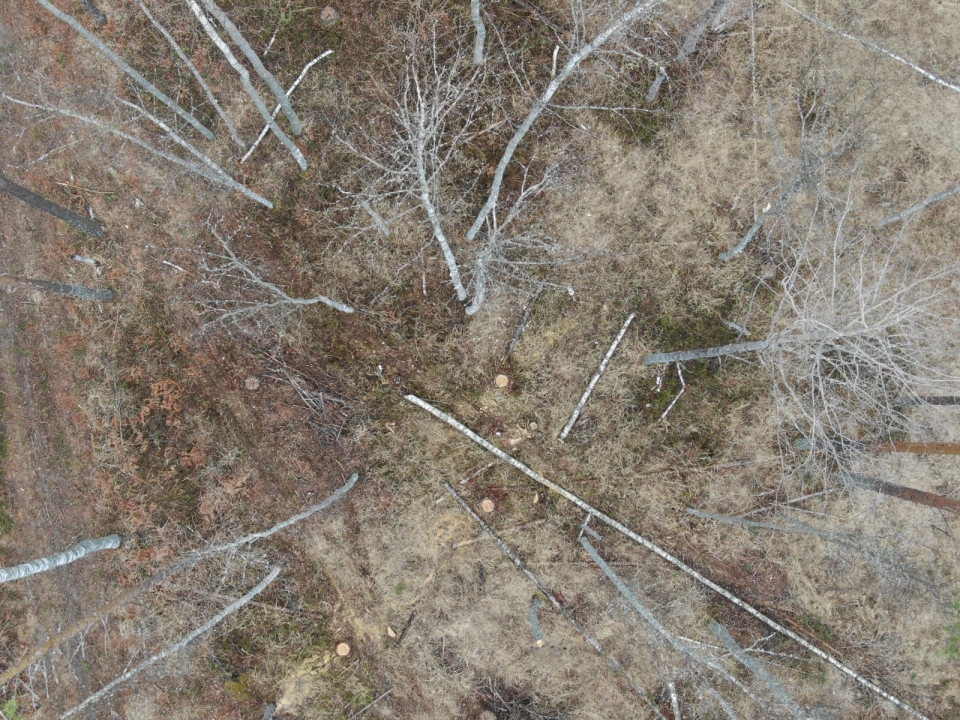 Image for Незаконную рубку леса обнаружили с квадрокоптера в Краснобаковском районе