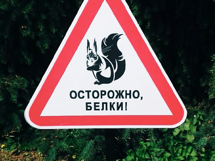 Image for Вакцинация диких животных стартовала в Нижегородской области