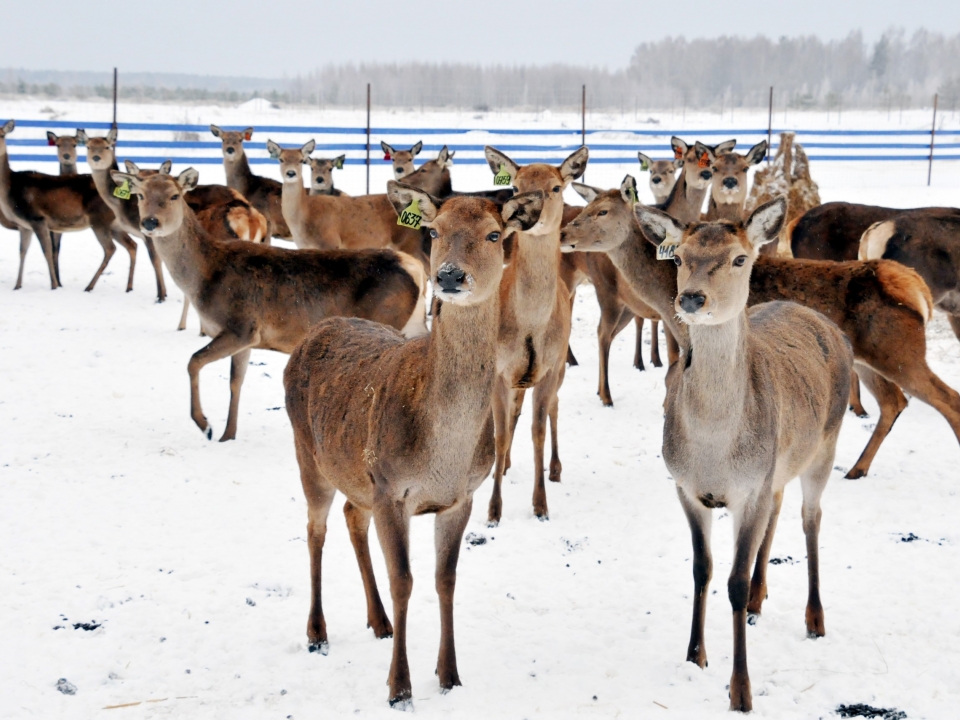 Image for В Нижегородской области начали разводить благородных оленей как сельхоз животных