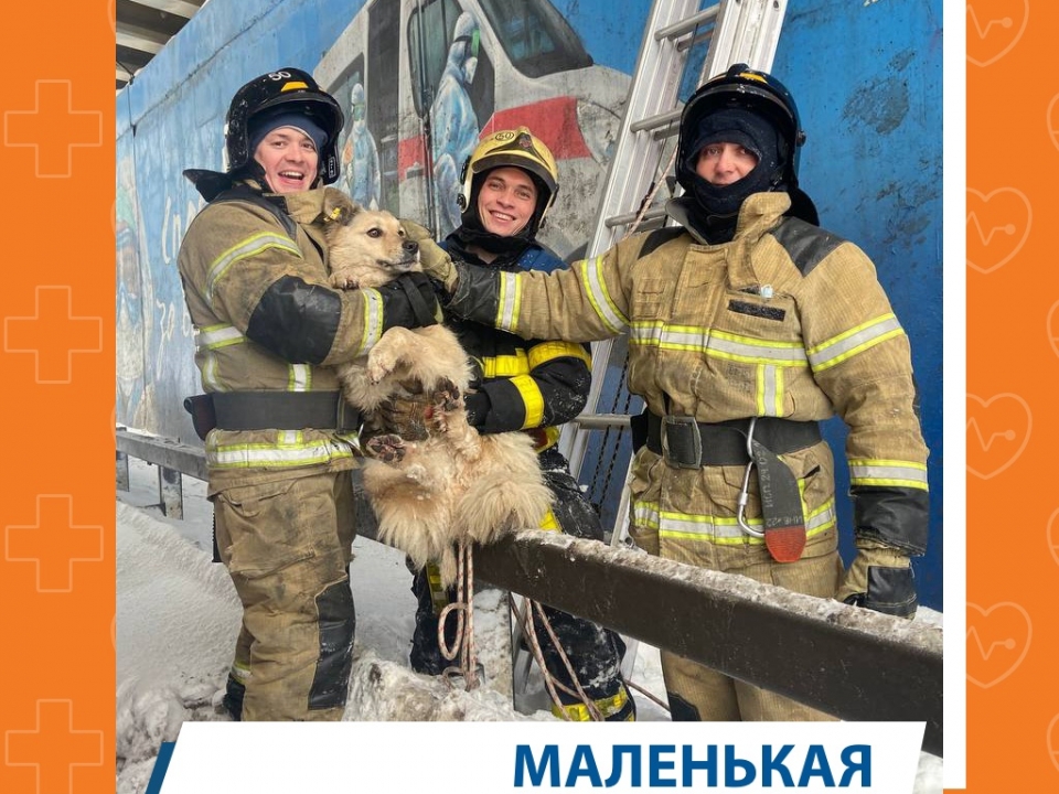 Image for Сотрудники МЧС спасли упавшего с виадука пса в Нижнем Новгороде