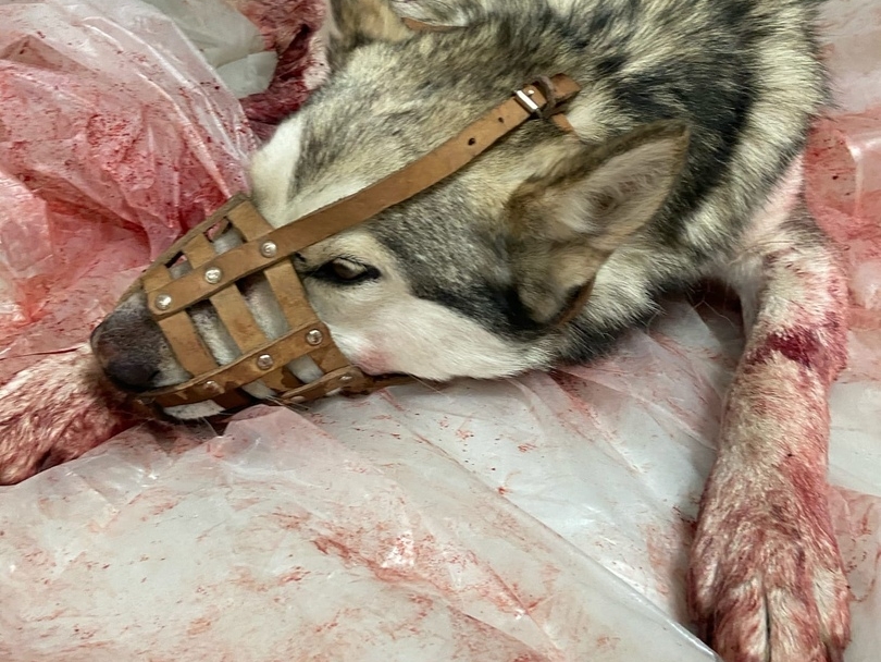 Image for Нижегородец подстрелил собаку из дробовика на глазах у детей