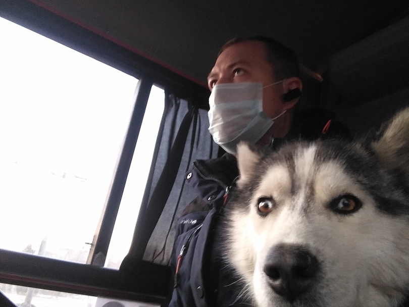 Image for Это не шутки: в нижегородской маршрутке поселилась вторая собака хаски