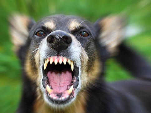 Более 120 тысяч собак и кошек привито в Нижегородской области против бешенства 