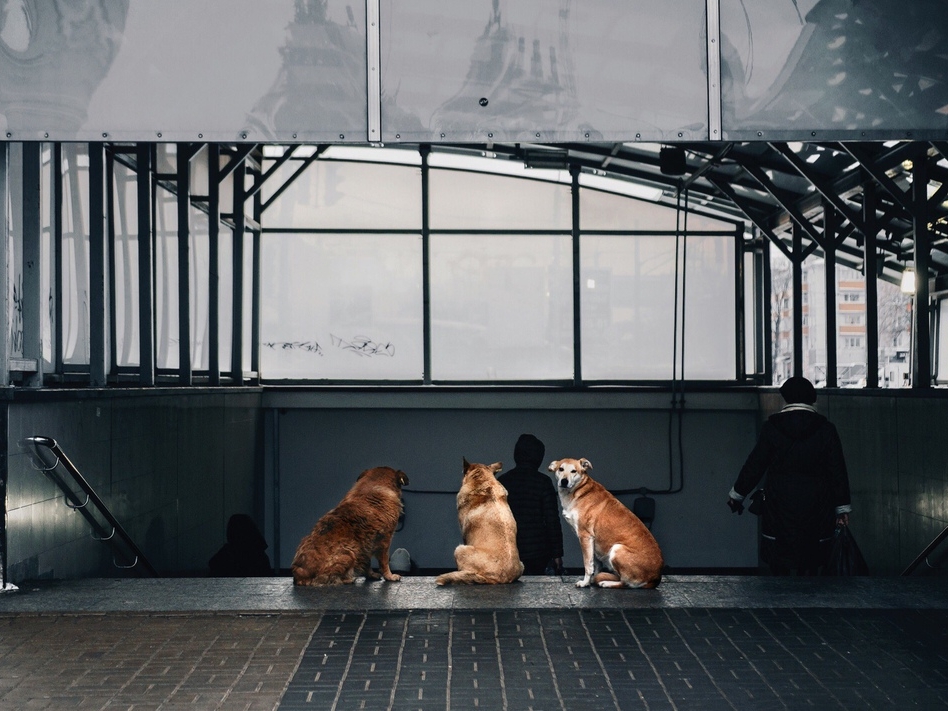 Image for Фото дня: нижегородские собаки охраняют подземный переход на Лядова