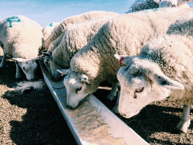 Image for 200 потенциально опасных овец без ветеринарных документов задержали в Нижнем Новгороде