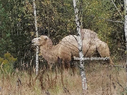 Image for Нижегородские грибники наткнулись на верблюда в лесу