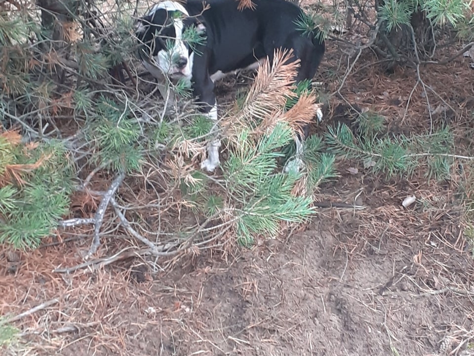 Image for Неизвестный бросил собаку на привязи в лесу в Дзержинске