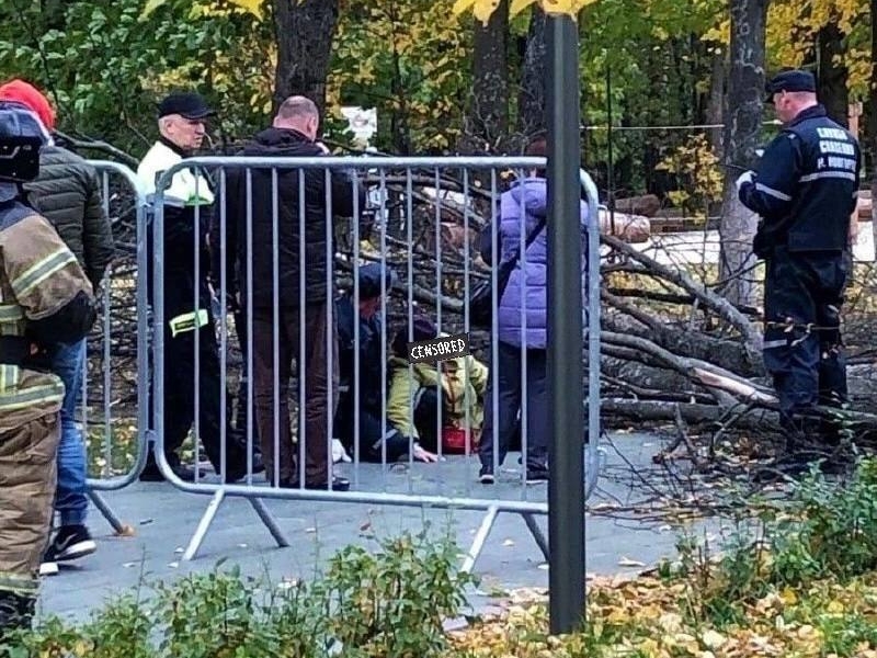 Image for Дерево рухнуло на женщину в нижегородской «Швейцарии»