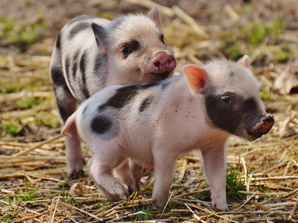 Image for Африканскую чуму свиней зафиксировали в колонии Нижегородской области