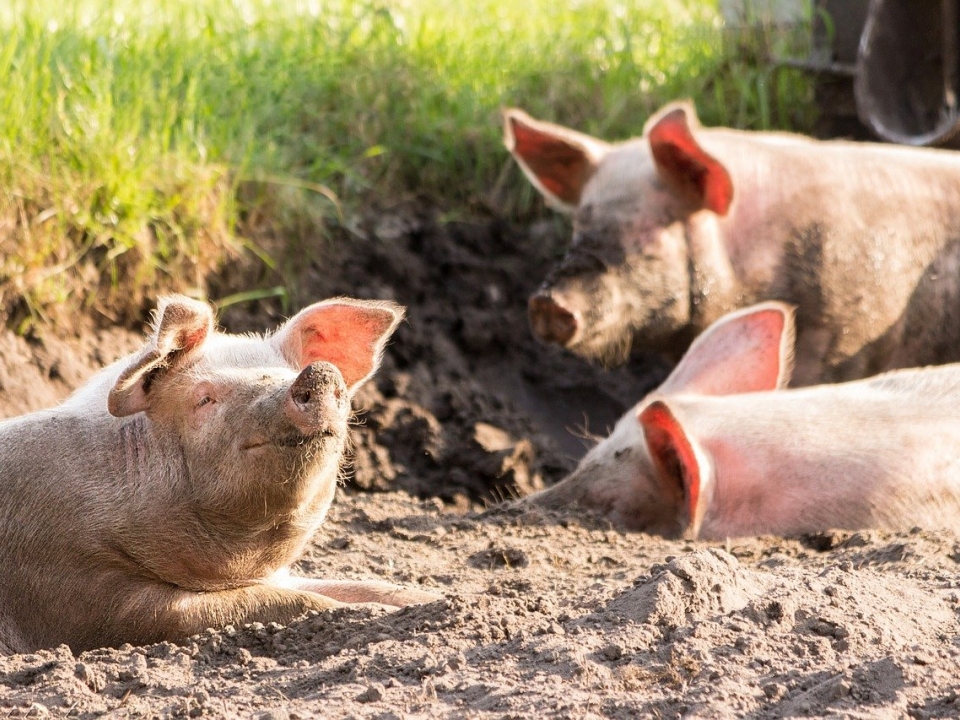 Image for Жительницу Кстова оштрафуют за вспышку африканской чумы свиней