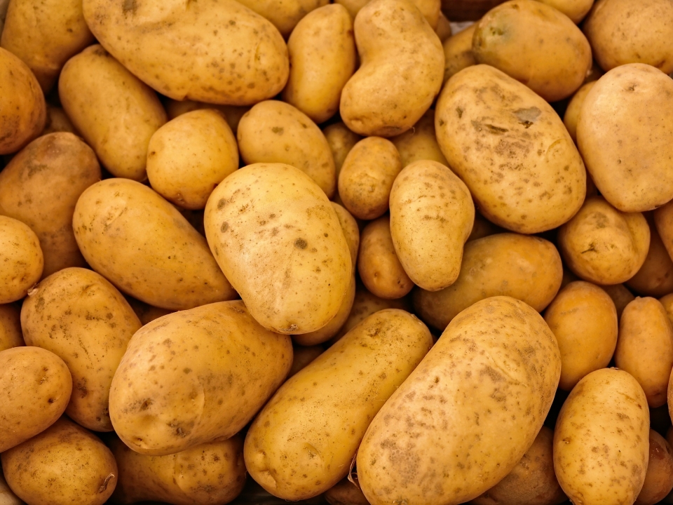 Image for В нижегородском картофеле на экспорт обнаружен вредитель