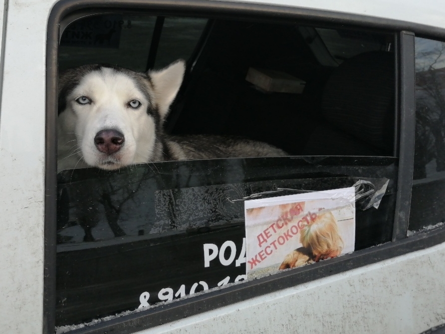 В Нижнем Новгороде прошел автопробег в память о жестоко убитой собаке