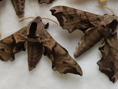 Image for Редких краснокнижных бабочек обнаружили в Керженском заповеднике