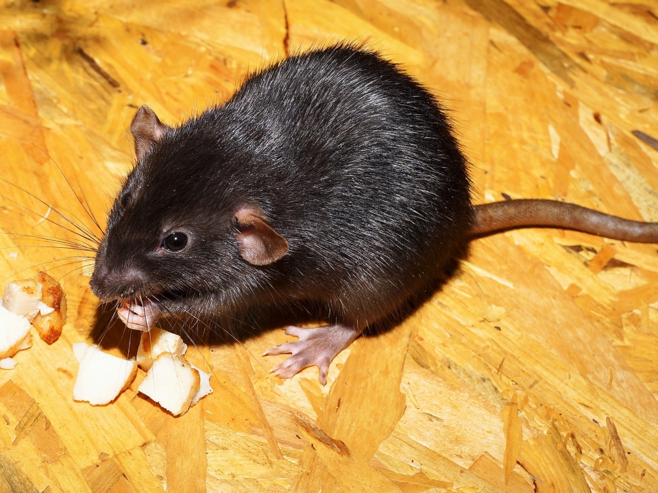 Image for Многодетную семью из Дзержинска переселили в квартиру с дырами в полу и крысами
