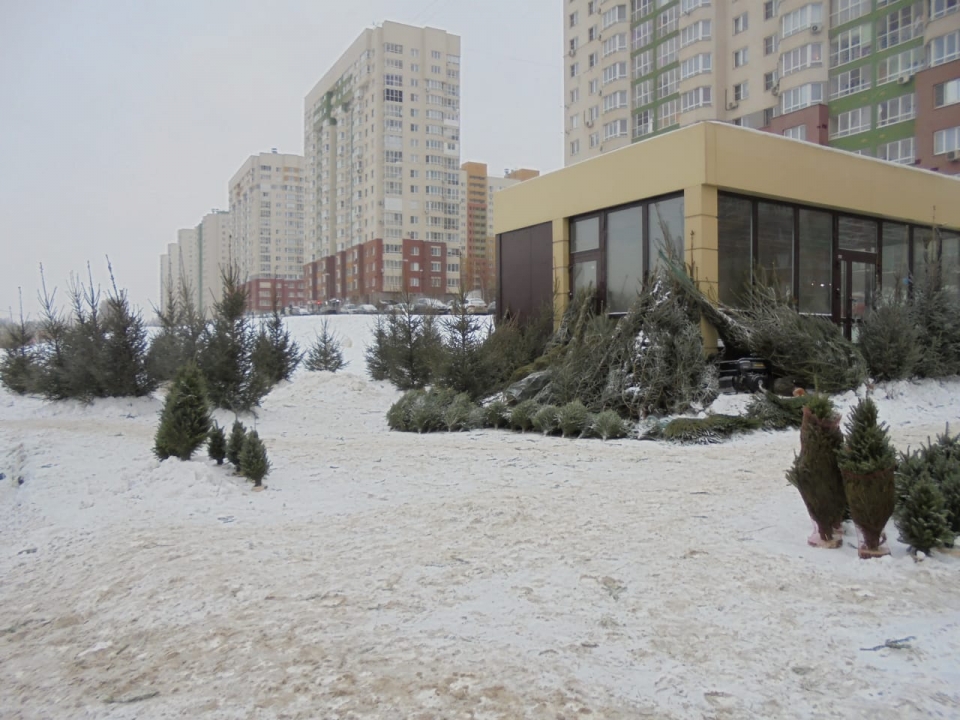 Image for Незаконную торговлю елками пресекли в Приокском районе