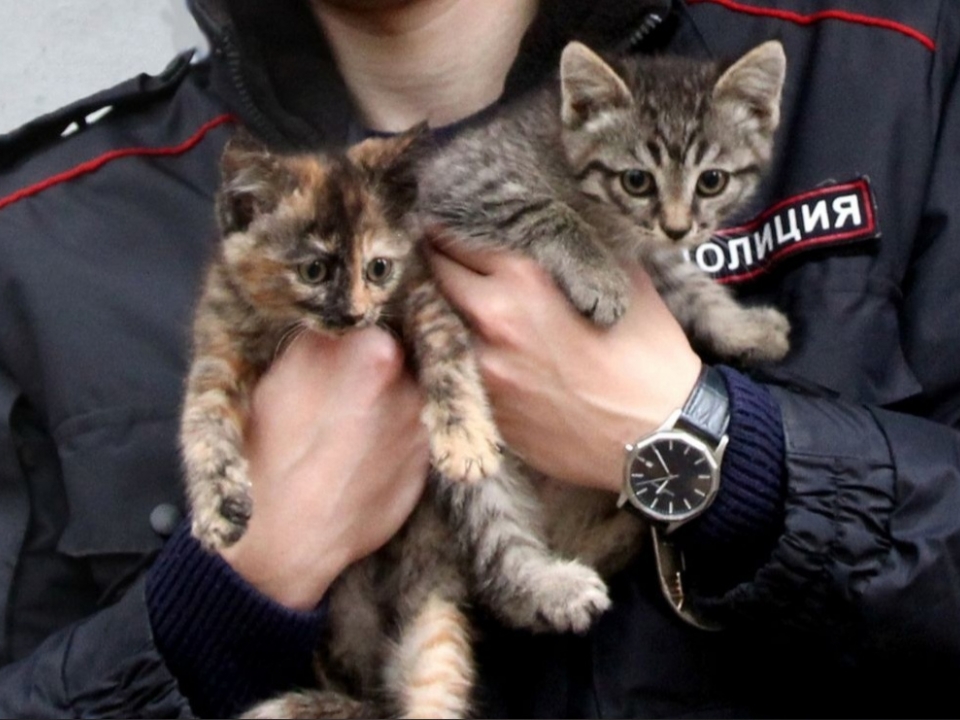 Image for Хозяев для двух бездомных котят ищут участковые в Нижнем Новгороде