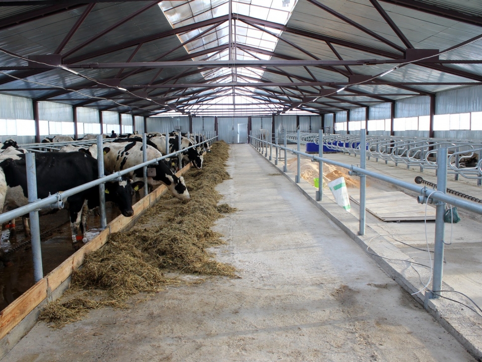 Image for Новая роботизированная ферма на 140 молочных коров заработала в Арзамасе