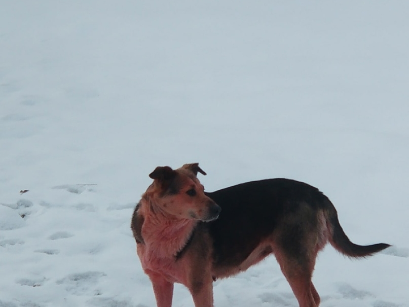 Росприроднадзор проверит информацию о появлении розовых собак в Дзержинске