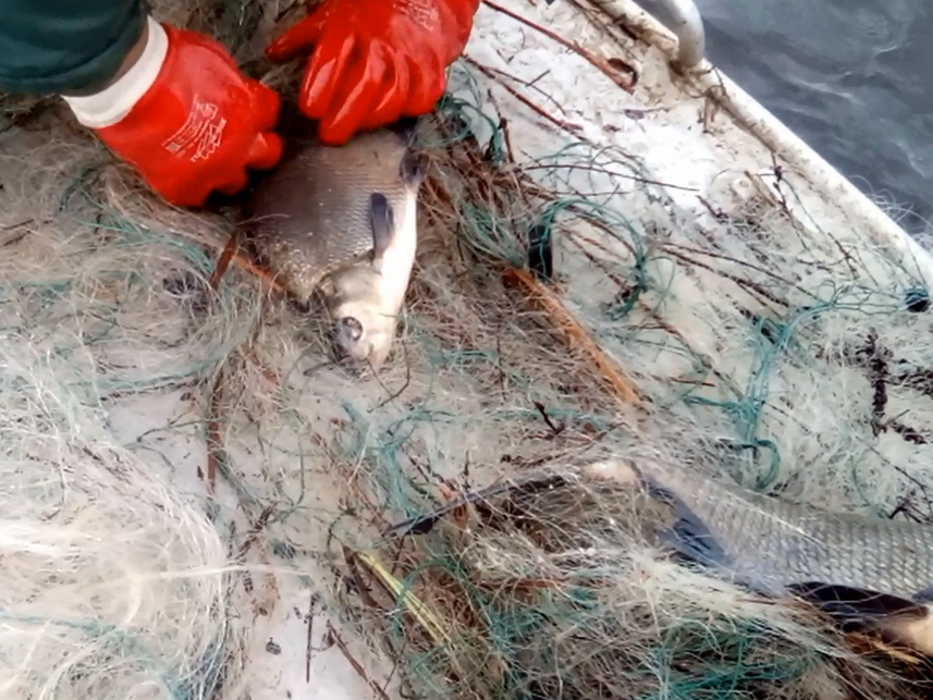 Image for Более 200 рыб спасли из сетей браконьеров в Нижегородской области