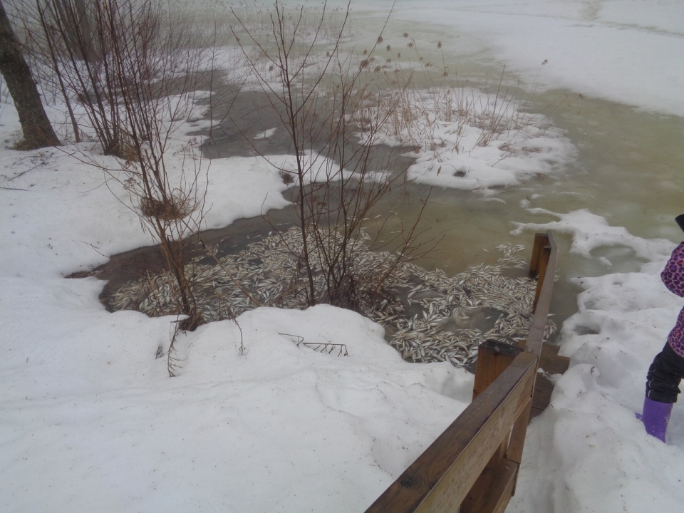 Image for Причиной массового замора рыбы на нижегородском озере Светлояр стала нехватка кислорода