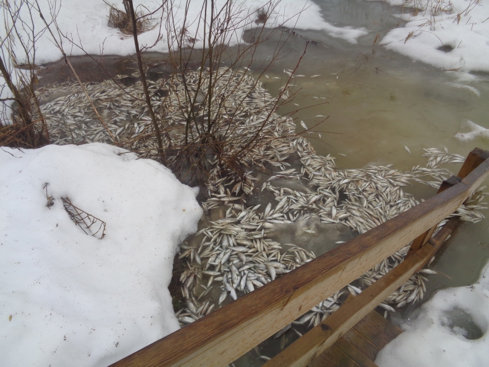 Image for Прокуратура заинтересовалась массовым замором рыбы на озере Светлояр в Нижегородской области