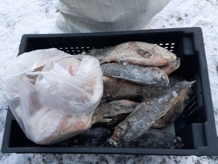 Image for В Нижнем Новгороде уничтожили 71 кг опасной рыбы 