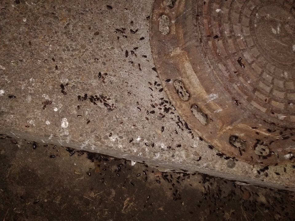 Image for Дома на Мещере обработали от тараканов после жалоб нижегородцев