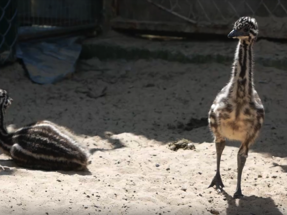Птенцы страуса Эму родились в нижегородском зоопарке «Лимпопо»