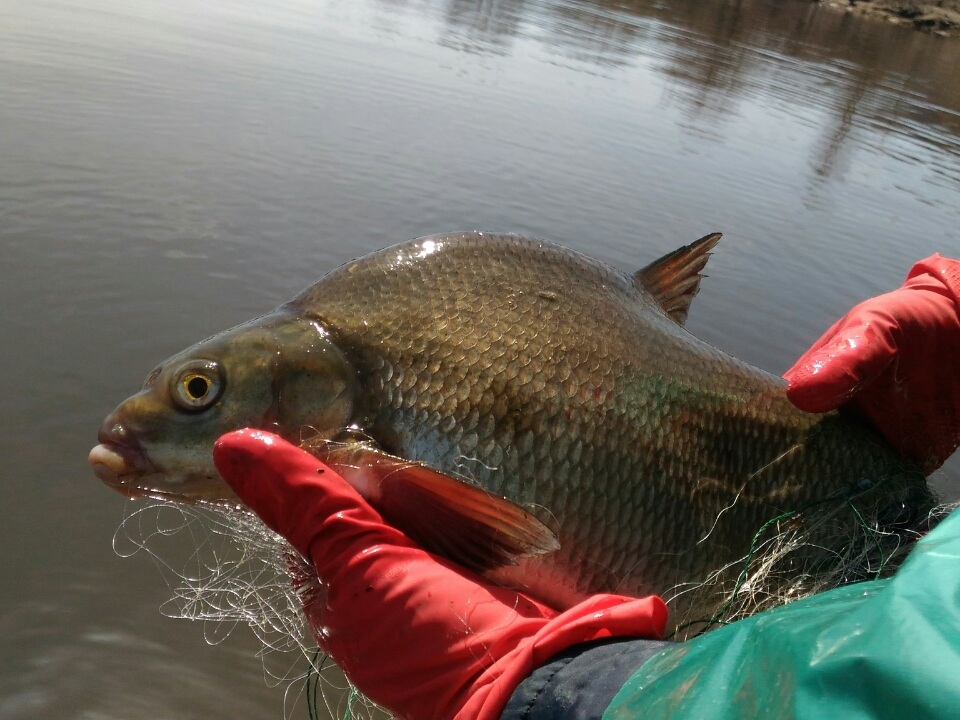 Image for Ограничения с рыбалки в Горьковском водохранилище сняты с 16 июня