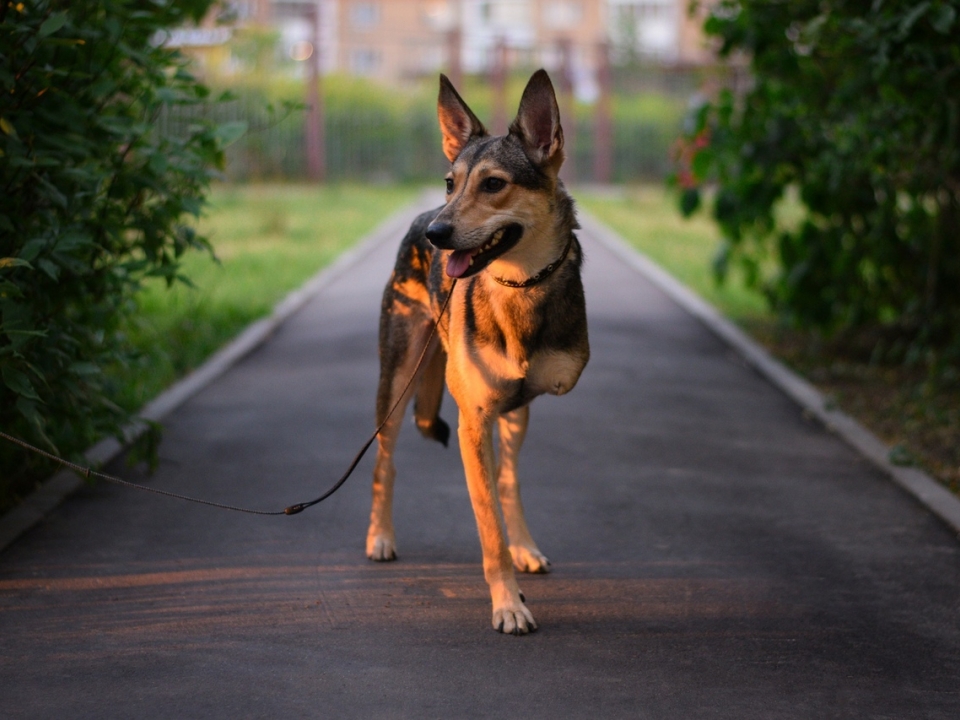 Парень, забравший трехлапых собак из нижегородского приюта, покорил интернет