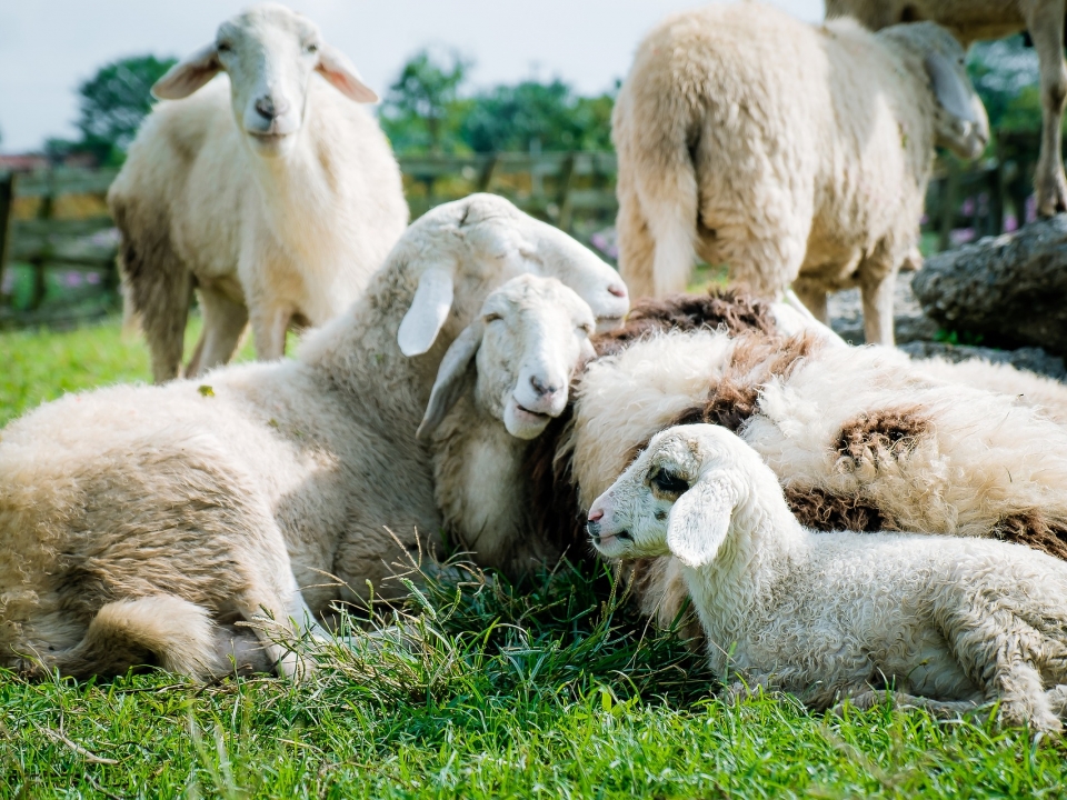 Image for Спикер нижегородского Заксобрания Люлин подарил военным 20 овец с собственной фермы