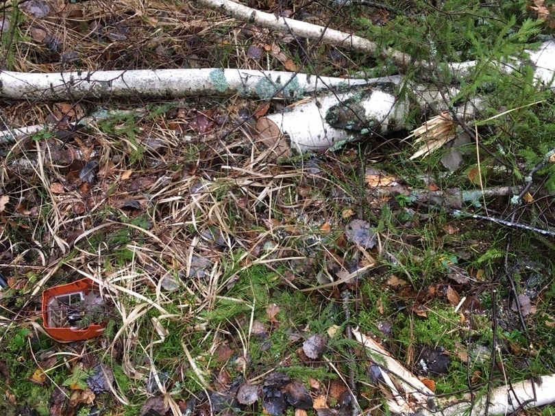 Image for Спиленное дерево убило напарника лесоруба в Навашинском районе 