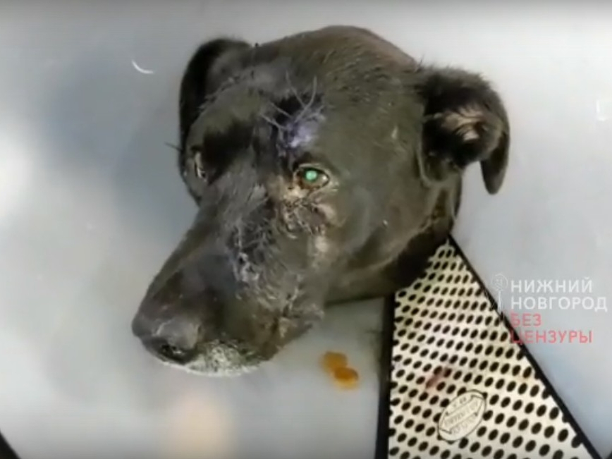 Image for Собаку которую пытался зарезать мужчина в ЖК Времена года заказала сама хозяйка